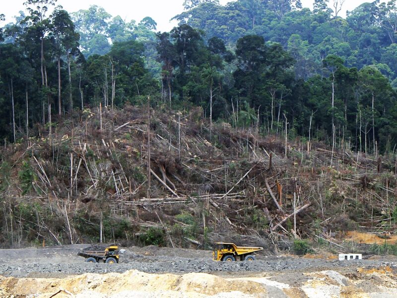 Deforestation of Central Kalimantan
