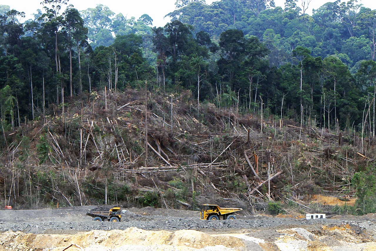 Deforestation of Central Kalimantan