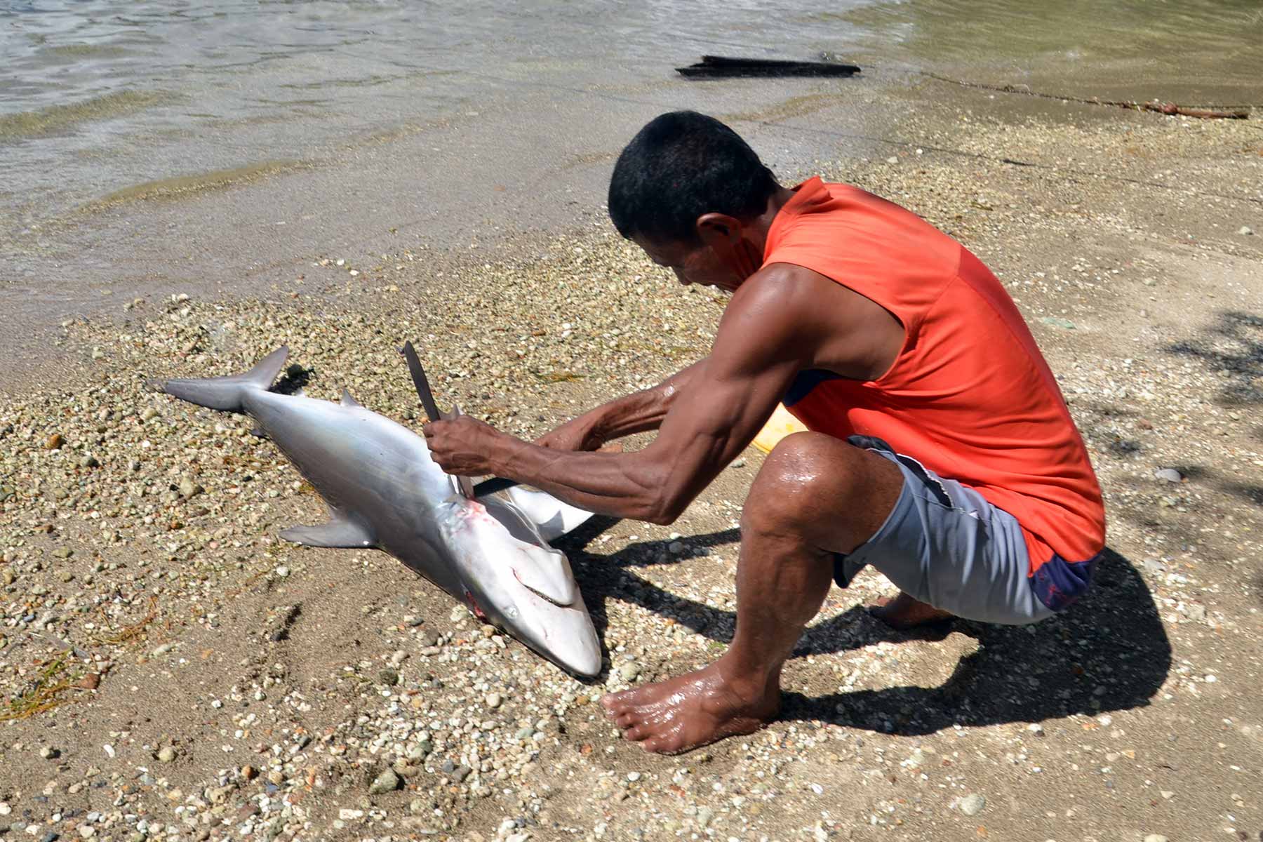 Penny Manoppo cuts the fins off a shark