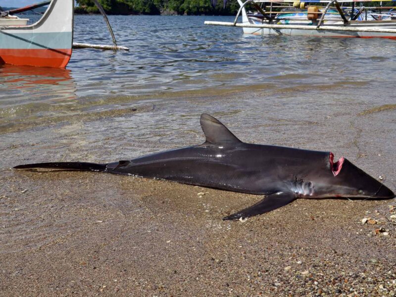 Shark caught by fishermen on the beach in Batuwingkung