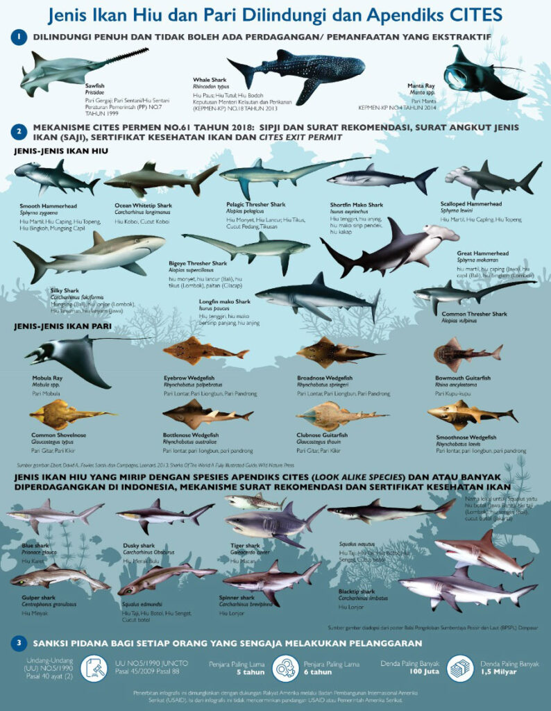 Protected sharks and rays species