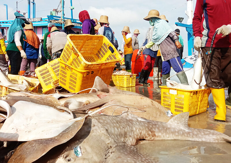 Whiprays at Tasikagung Port Central java