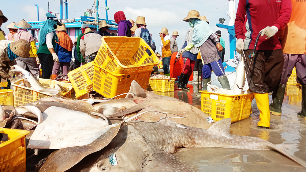 Whiprays at Tasikagung Port Central java