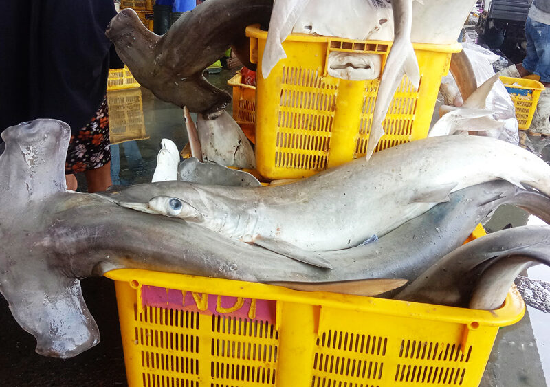 Hammerhead sharks at Tasikagung Port Central Java