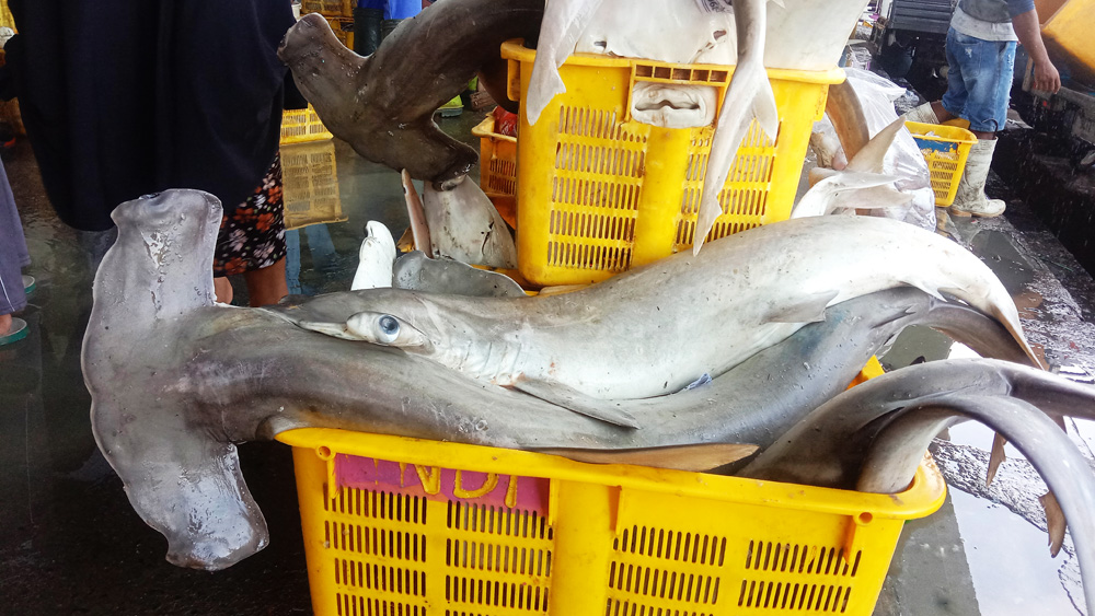 Hammerhead sharks at Tasikagung Port Central Java