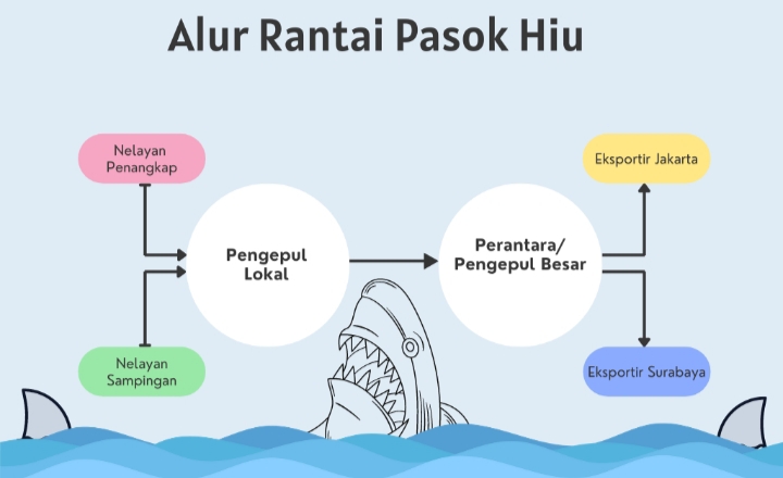 Flow of shark trade by A Asnawi