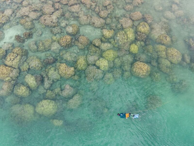 Gurita Mentawai