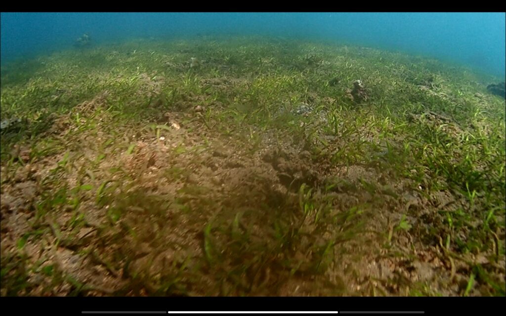 Lamun Pantai Penimbangan Kardian Karayana