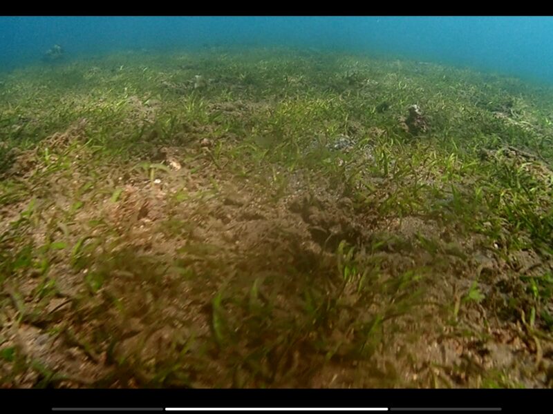 Lamun Pantai Penimbangan Kardian Karayana
