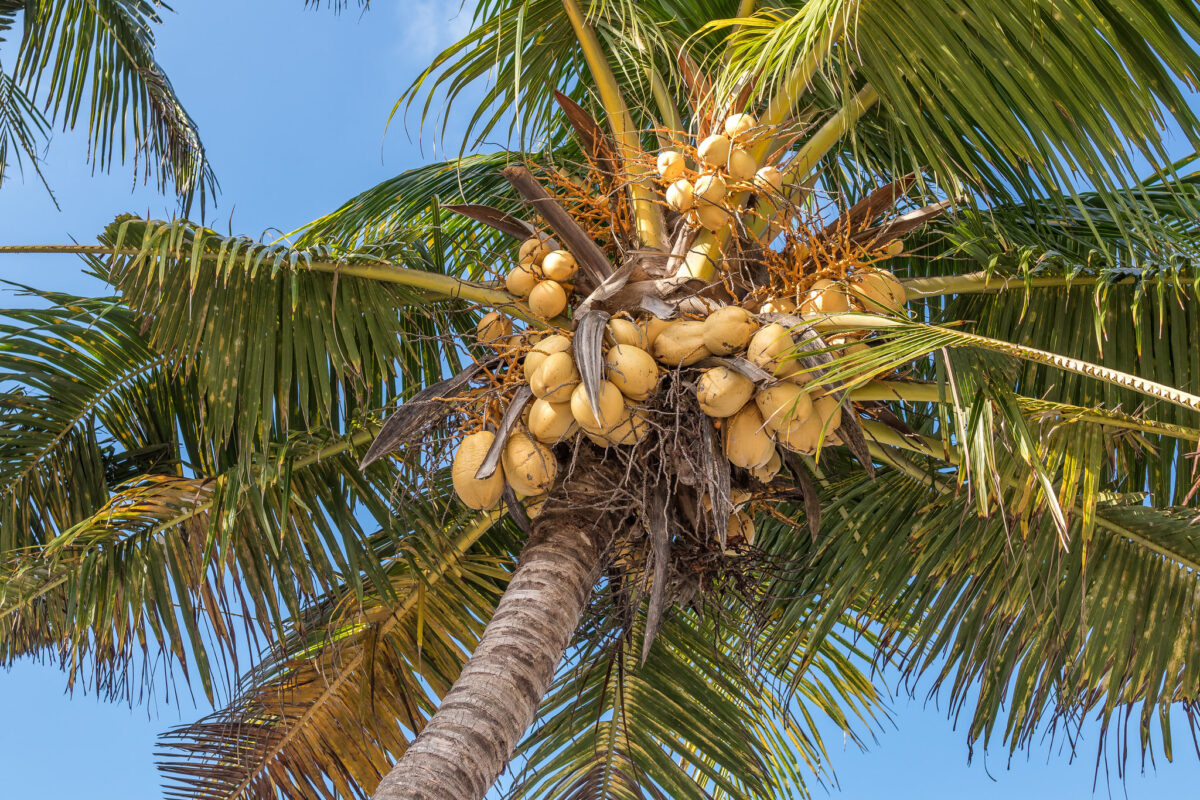 Wolrd Coconut Day 2023 Aerem Belaikin