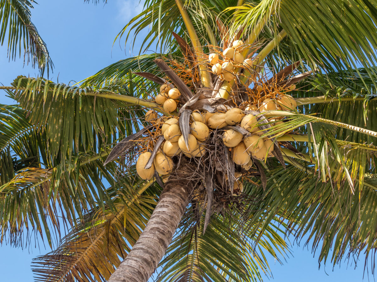 Hari Kelapa Sedunia
