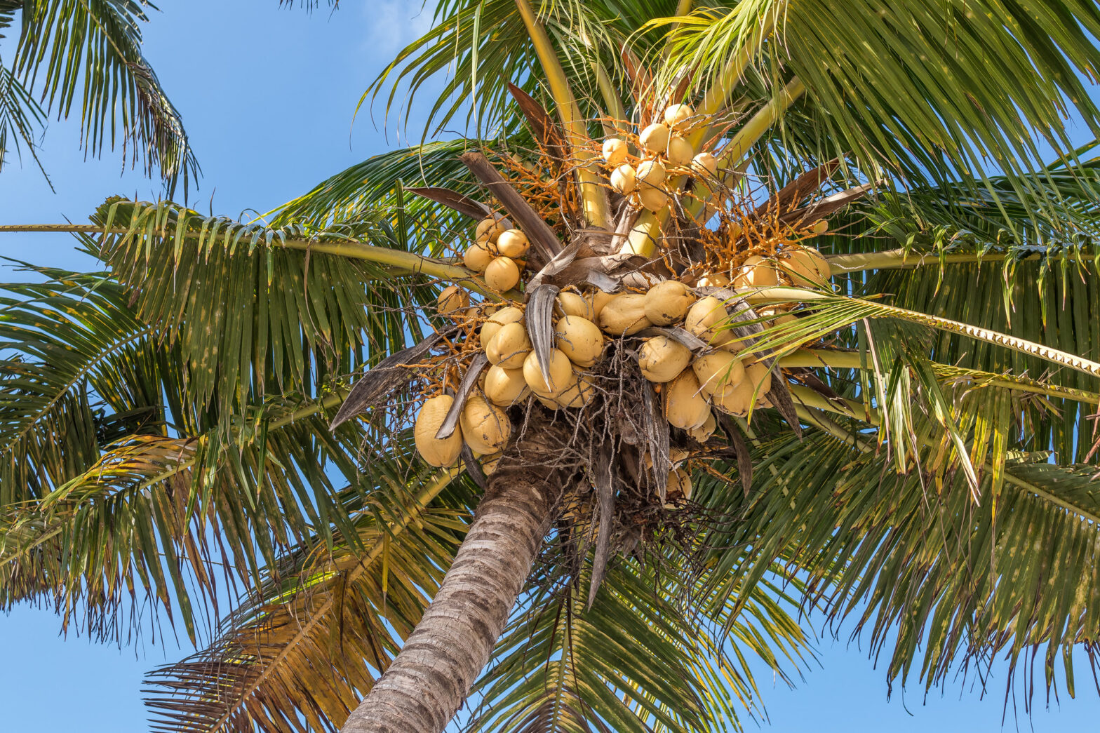 Hari Kelapa Sedunia