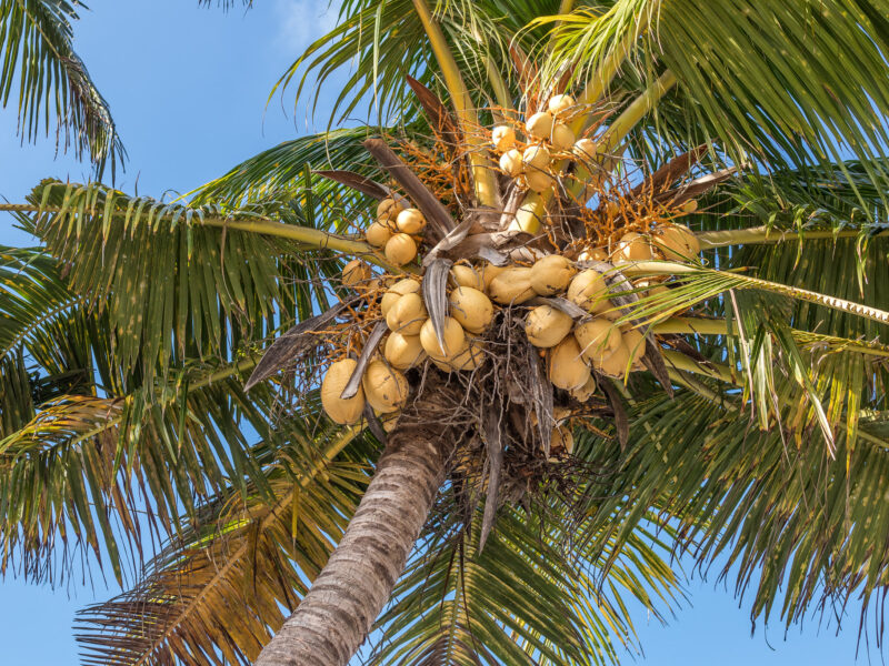 Wolrd Coconut Day 2023 Aerem Belaikin