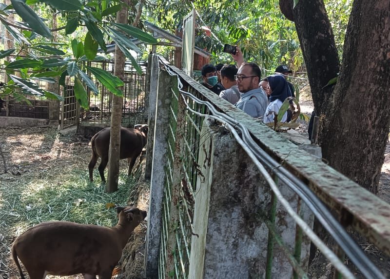 SIEJ at Manado Anoa Breeding Center