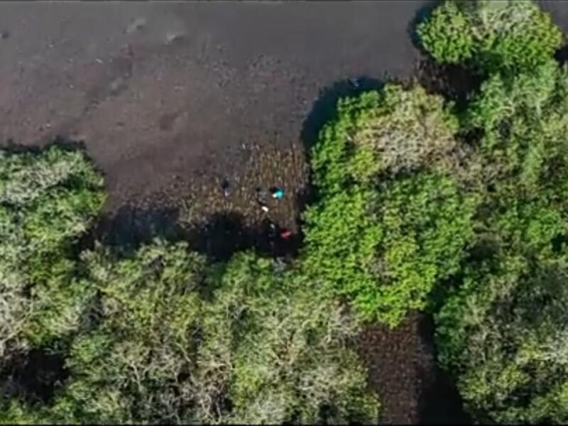 Ekosistem hutan mangrove Desa Paremas Lombok