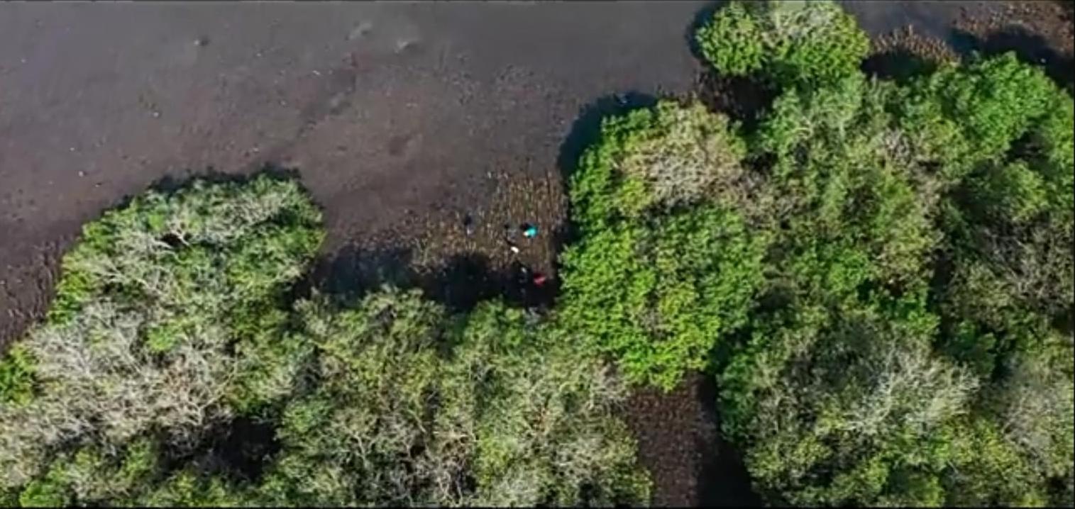 Ekosistem hutan mangrove Desa Paremas Lombok