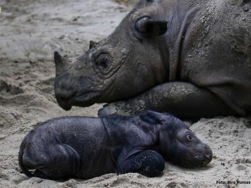 Sumatran rhino calf at Way Kambas National Park