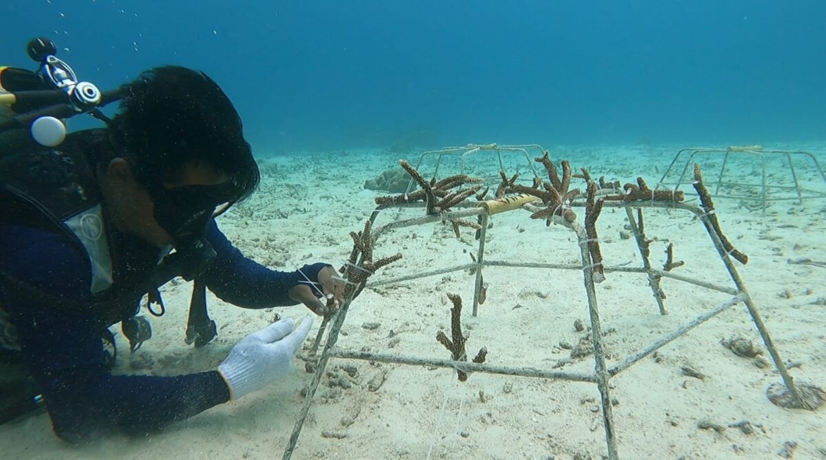 Konservasi karang terumbu Yayasan Coral Oasis