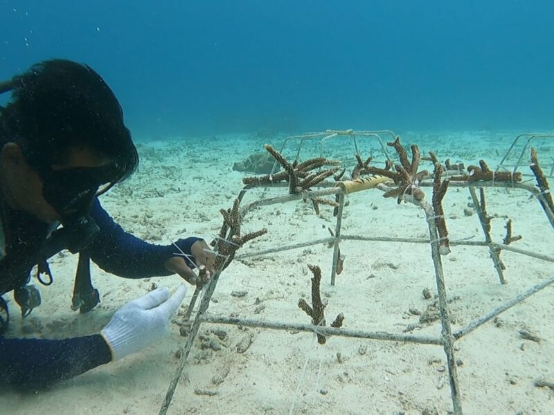 Konservasi karang terumbu Yayasan Coral Oasis