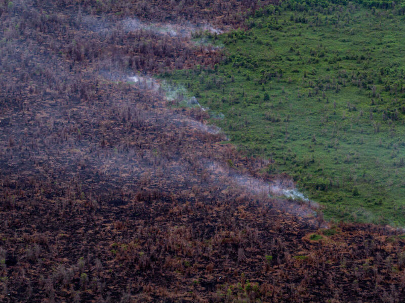 Asap mengepul dari lahan gambut di perbatasan konsesi kelapa sawit PT Berkat Nabati Sejahtera (IOI Group) di Ketapang, Kalimantan Barat. (Ulet Ifansasti /Greenpeace)