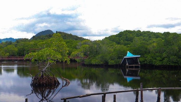 Hutan Mangrove di Hamadi, Jayapura - Dok Walhi Papua