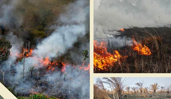 kebakaran hutan sumatera selatan