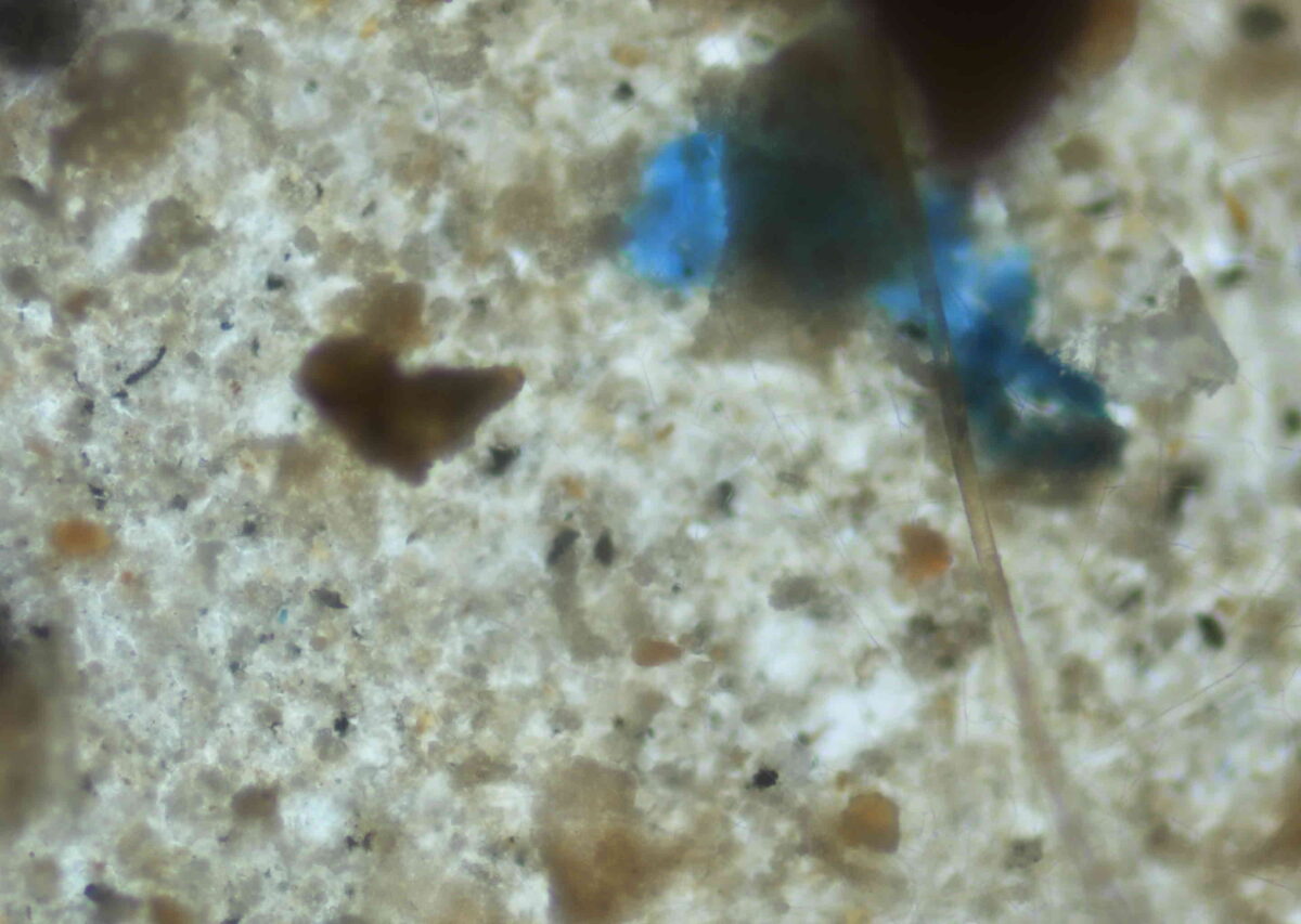 Mikroplastik di tubuh ikan BRIN