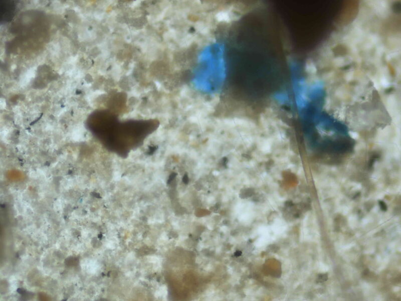 Mikroplastik di tubuh ikan BRIN