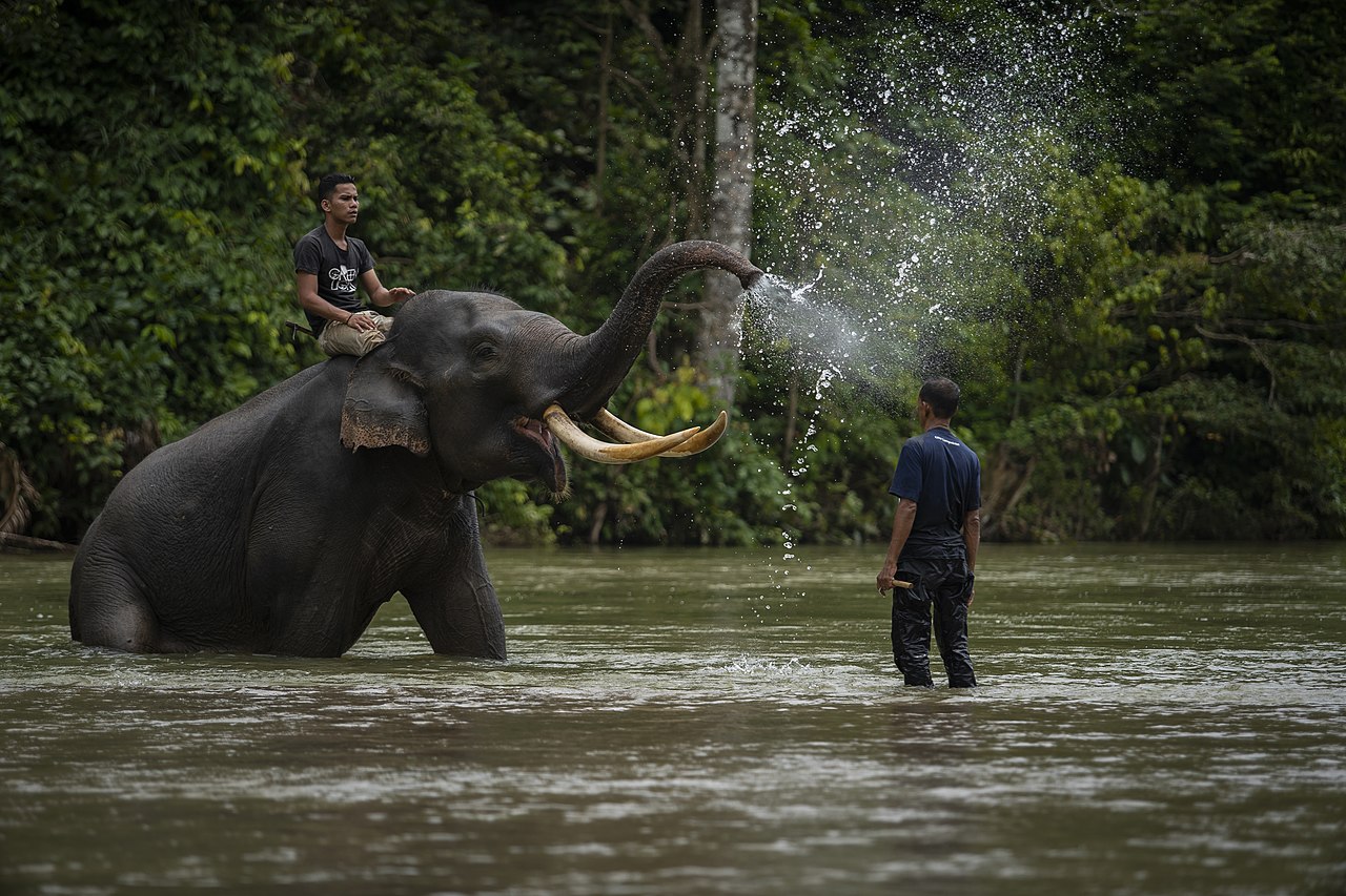 Gajah Mandi