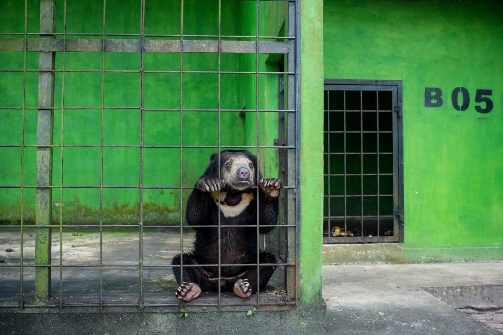 Beruang madu di PPS Alobi