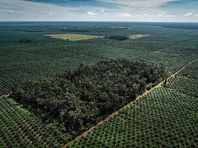 Perkebunan sawit hutan