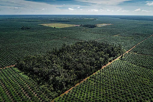 Perkebunan sawit hutan