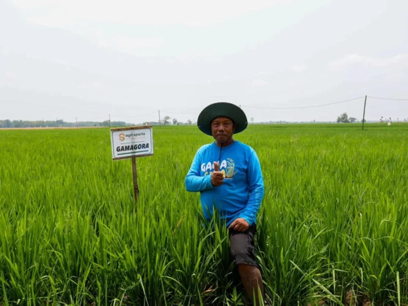 Penanaman varietas padi Gamagora 7 UGM PERUBAHAN IKLIM