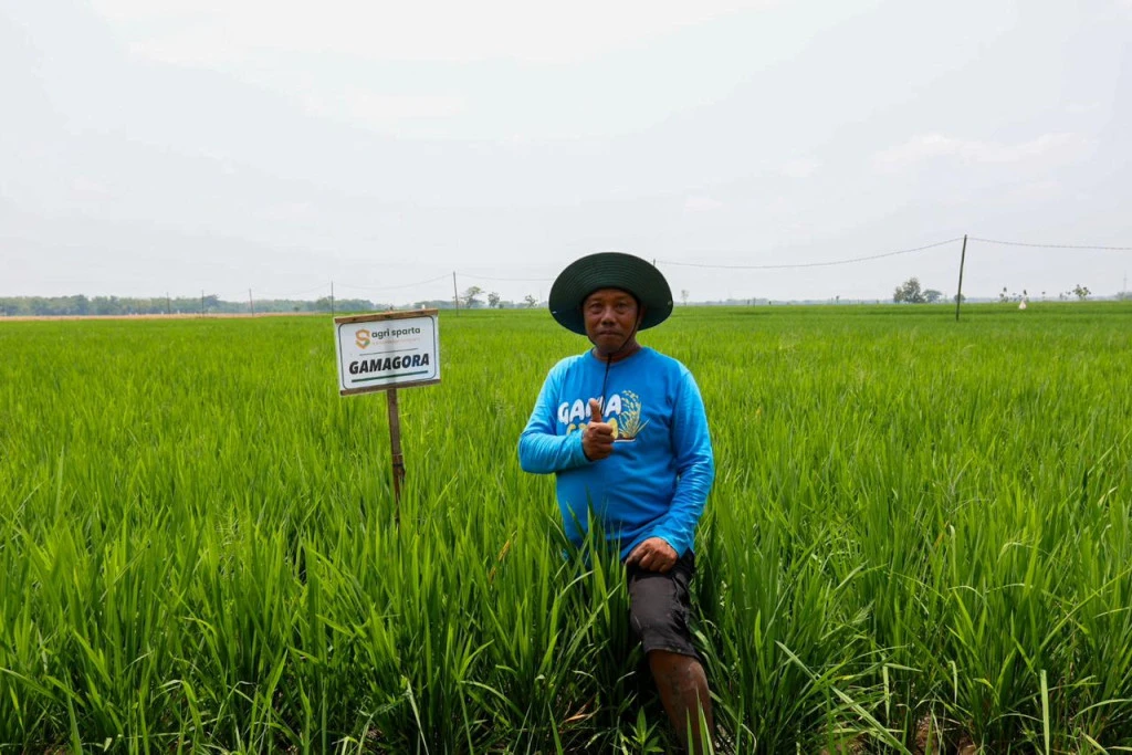 Penanaman varietas padi Gamagora 7 UGM PERUBAHAN IKLIM