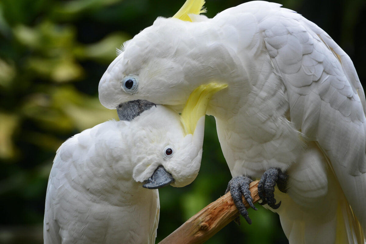 Critically endangered yellow-crested cockatoo