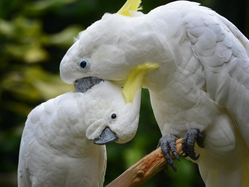 Critically endangered yellow-crested cockatoo