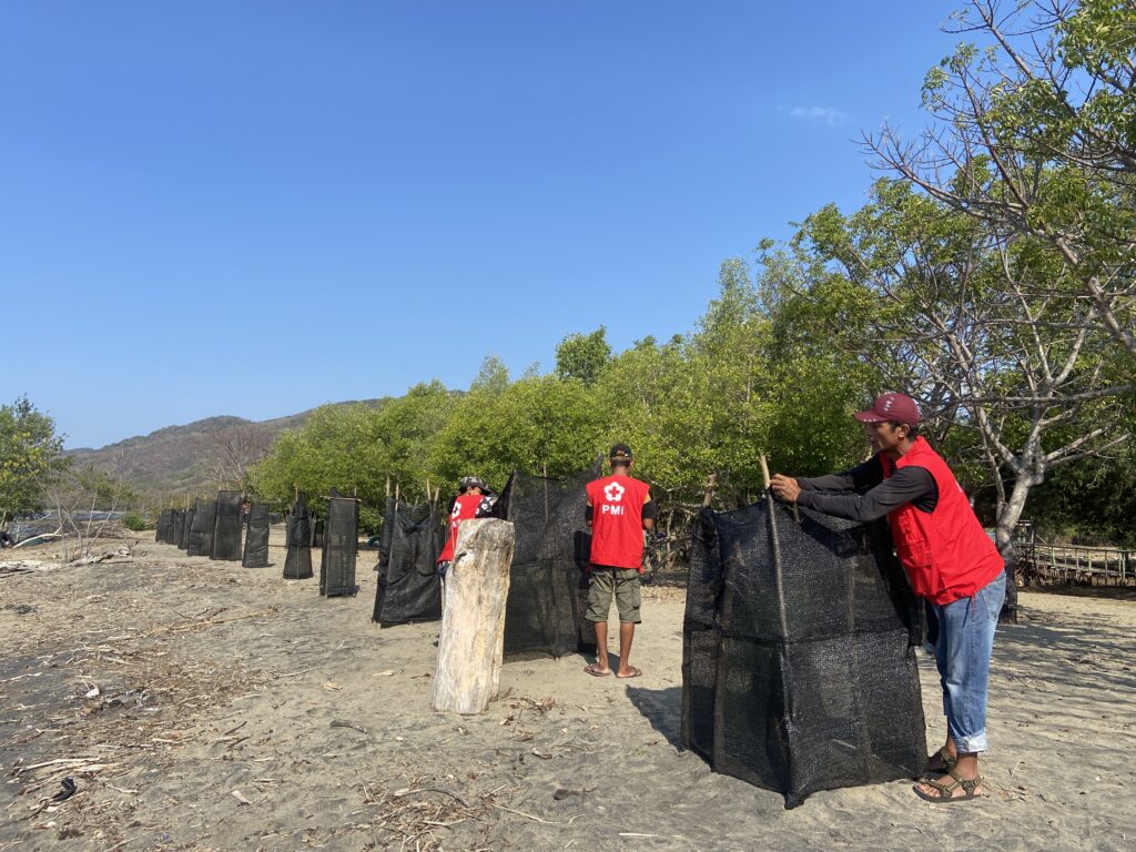 Relawan SIBAT Kecamatan Baru, Kecamatan Reok, Kabupaten Manggarai, NTT merawat pohon cemara laut yang mereka tanam di tepi pantai. (Foto/Chairul Akhmad)