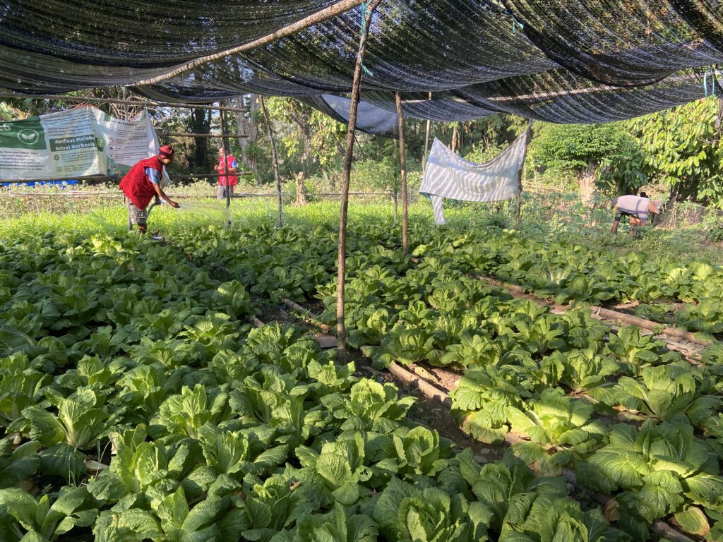 Bajak dan Salama
Sayuran di Kebun Bibit SIBAT Desa Bajak, Kecamatan Reok, Kabupaten Manggarai, Nusa Tenggara Timur. (Foto/Chairul Akhmad)