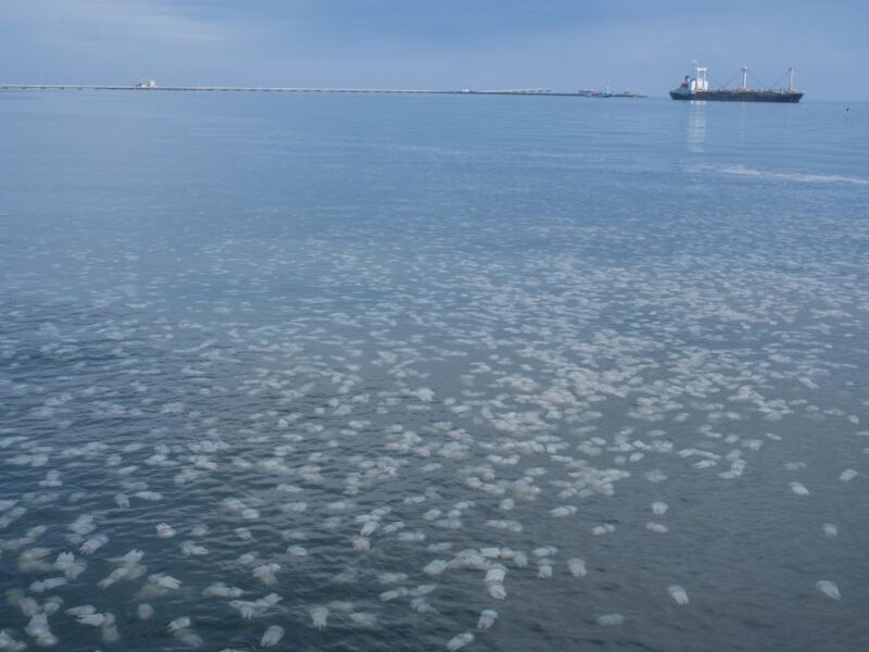 Ubur-ubur di Mayangan Probolinggo