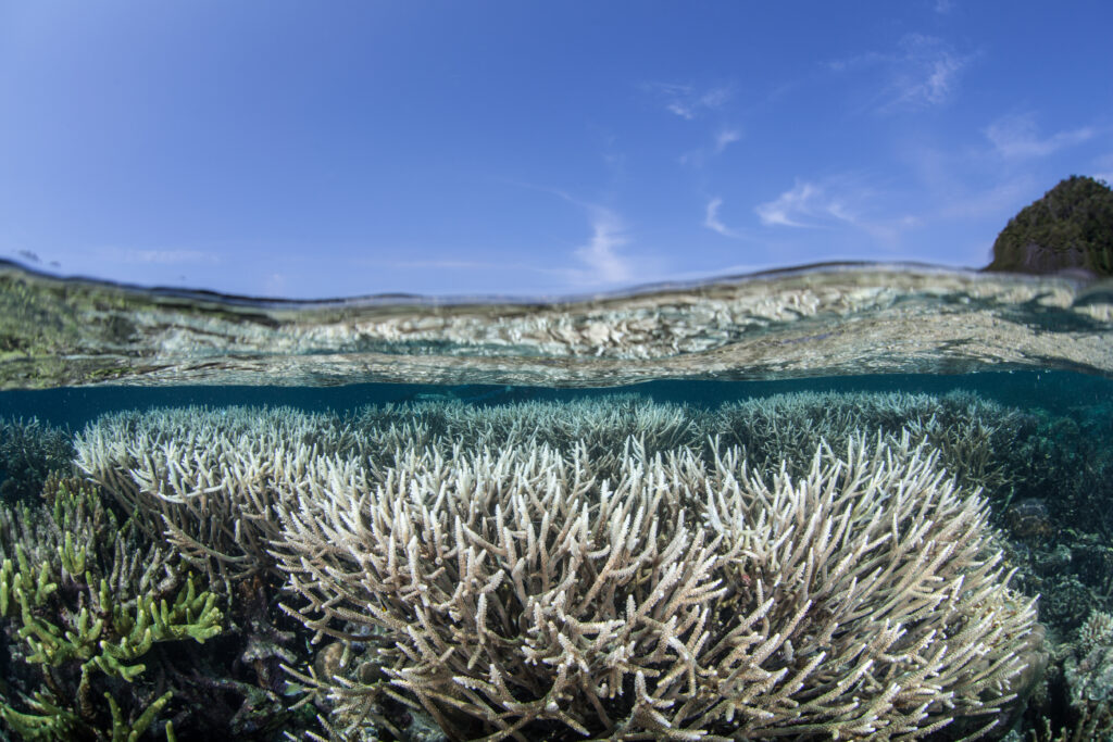 Bleached coral colony in Raja Ampat