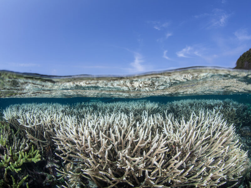 Bleached coral colony in Raja Ampat