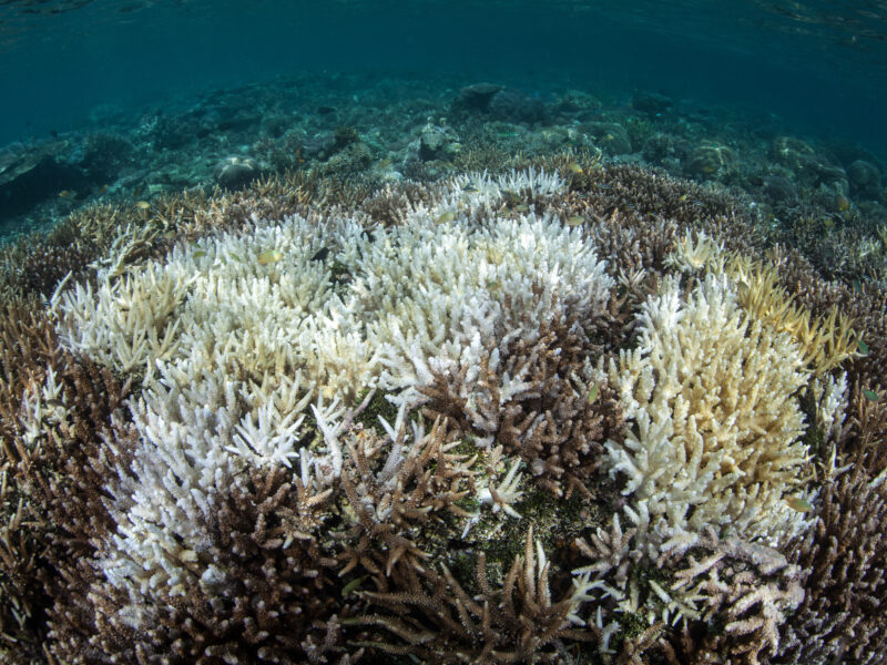 Karang memutih di Raja Ampat