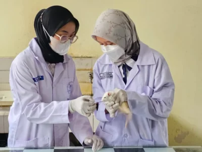 kulit udang gagal ginjal kronik mahasiswa ugm
