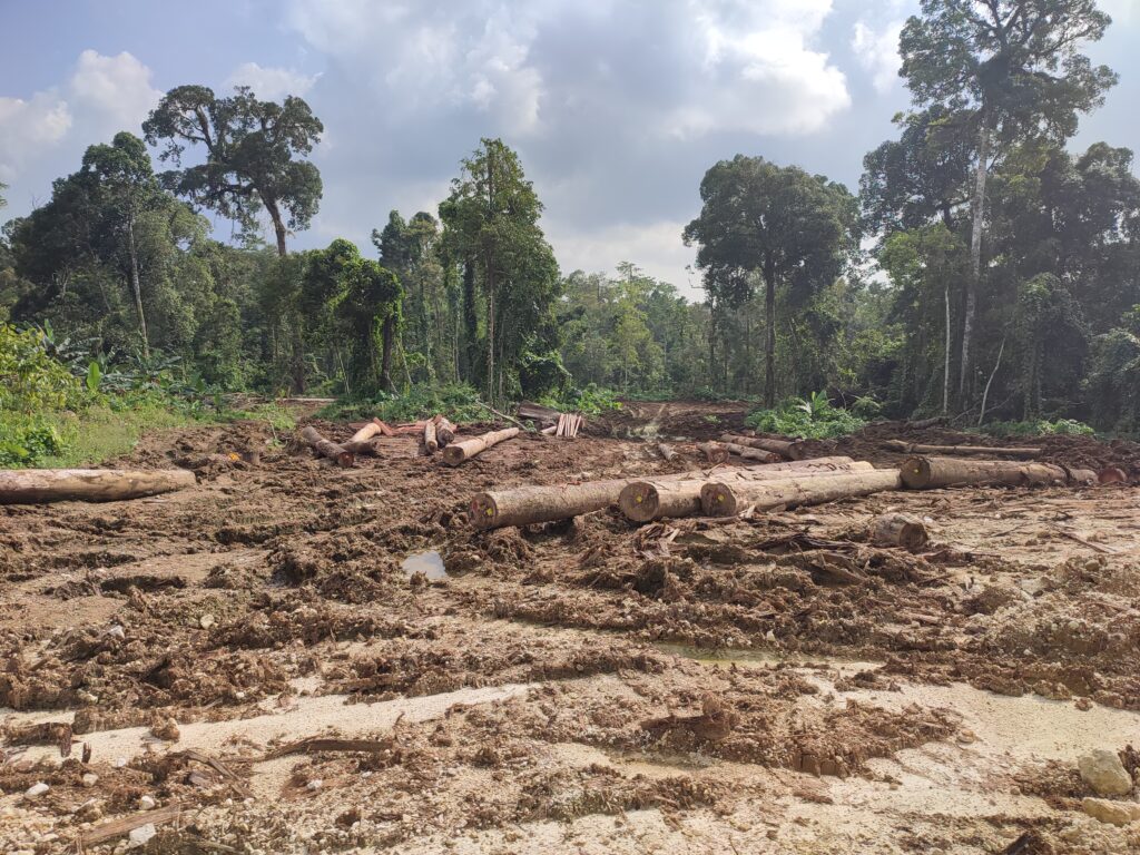 Tempat PT. MPL menumpukkan kayu di Pagai Selatan