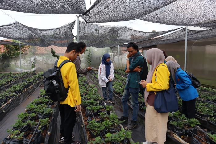Mahasiswa ITB pelajari bisnis pertanian berkelanjutan di Lembang. (Foto: ITB)