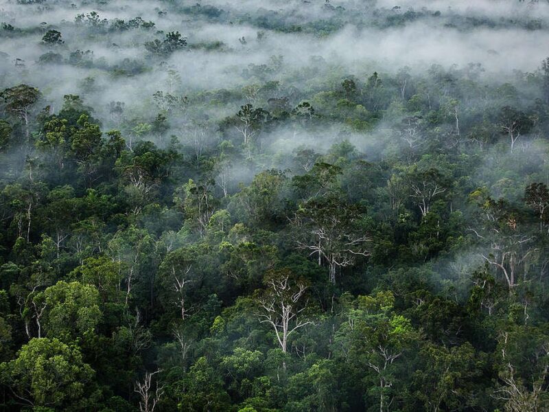Greenpeace indonesia Fog on primary forest near the river Digul in southern Papua. © Ulet Ifansasti / Greenpeace