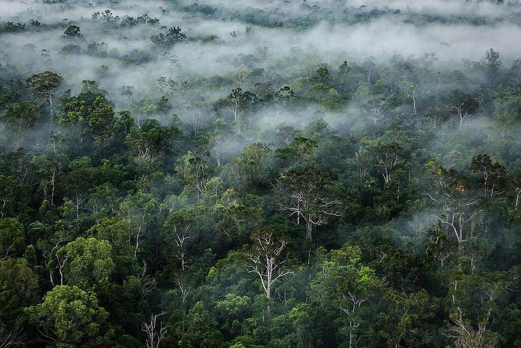 tanah papua Greenpeace indonesia Fog on primary forest near the river Digul in southern Papua. © Ulet Ifansasti / Greenpeace