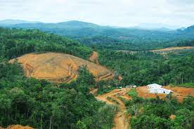 Perusahaan harus bertanggung jawab terhadap kebakaran hutan gambut di Kalimantan Barat. WALHI Kalbar memantau restorasi gambut perusahaan.