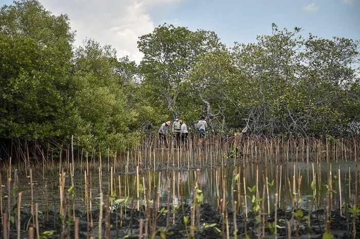 Mangrove. manusia (Kementerian Lingkungan Hidup)