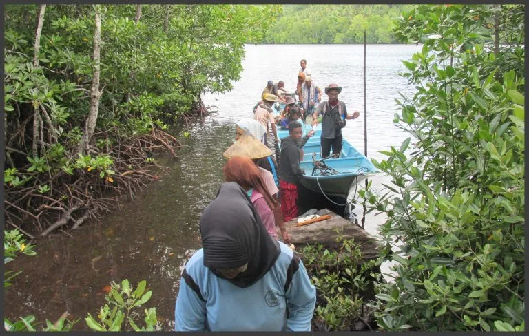 Warga desa di Maluku Utara melestarikan hutan hangrove. (WALHI Malut)